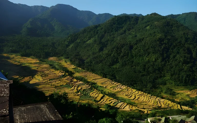 Golden terraced fields and lush green hills in Khonoma village