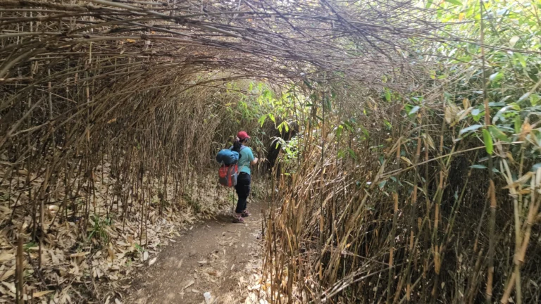 People walking through a bamboo trail in Dzukou Valley